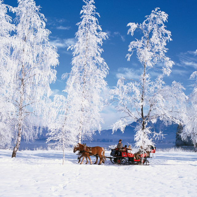 Horse-Drawn Sleighs and Dogsledding in Austria