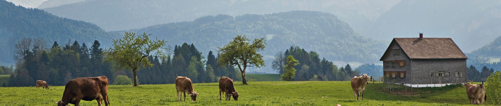     Vaches dans les alpages 