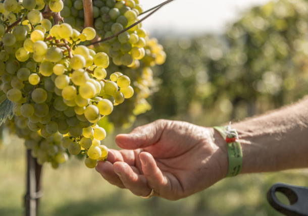 Les plus belles caves à vin - vienna.info