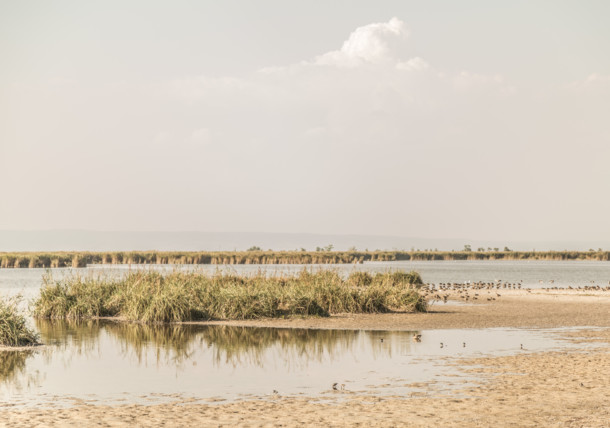     Birdwatching / National Park Neusiedler See