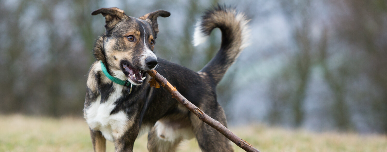 Viaggiare con gli animali domestici in Austria