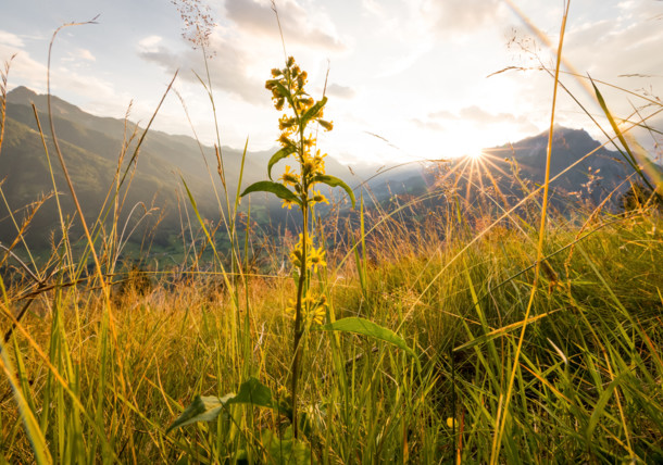 Nature photographs - Austria's flora 