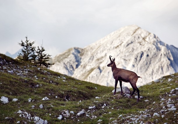 Chamois in the Karwendel Mountains 