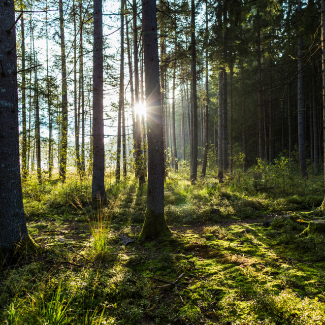     forest around lake Egelsee 