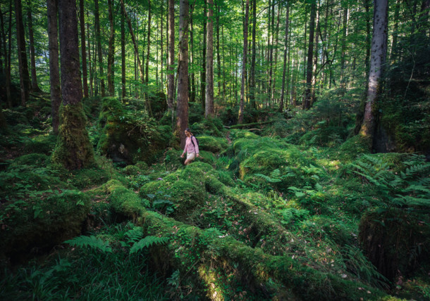     hiking in forest near lake Hallstatt 