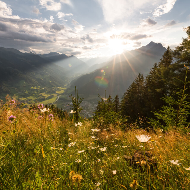 Wildkräuter in Österreich