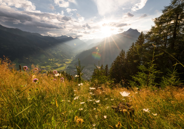     Alpine meadow near Matrei in East Tyrol 