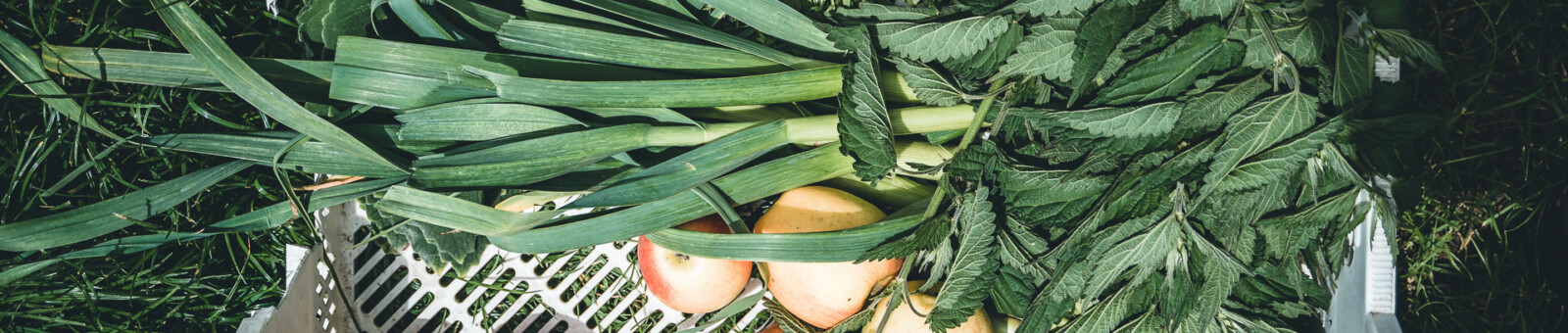     Vegetable harvest 