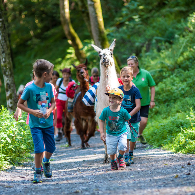     Family Hike with Lamas and Alpacas 