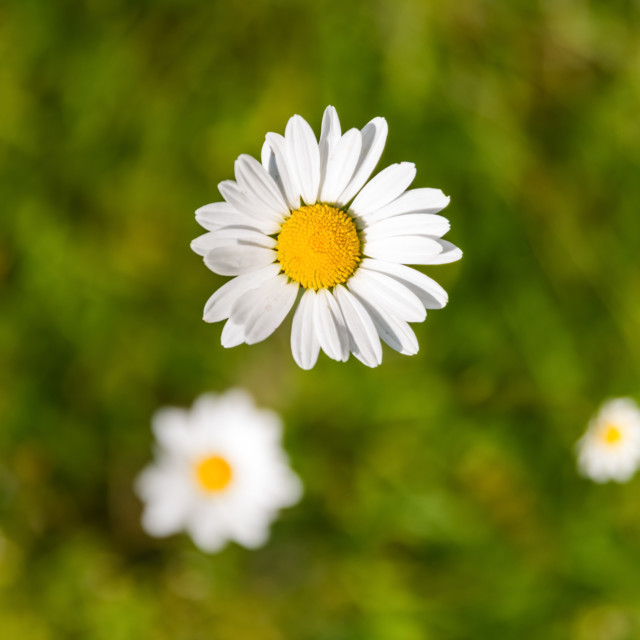 Austria's Herbs, Their Healing Effects, and Delicious Uses