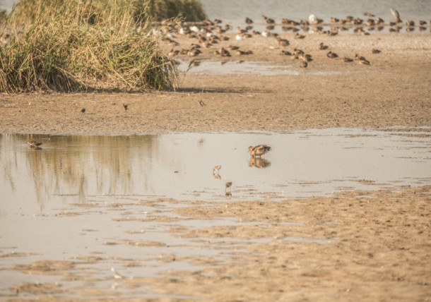     Birdwatching in Burgenland 