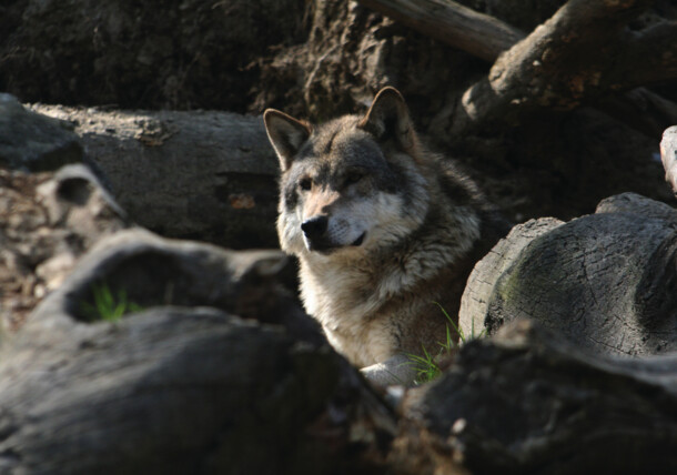     wolf in the Alpenzoo Innsbruck 