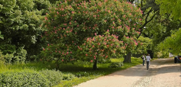     Botanischer Garten der Universität Wien 