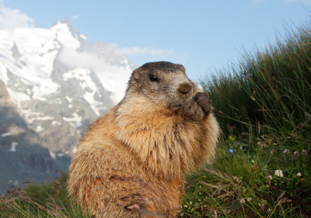 Animal Experiences in Austria | Cuteness Overload Animal Experiences in Austria | Cuteness Overload