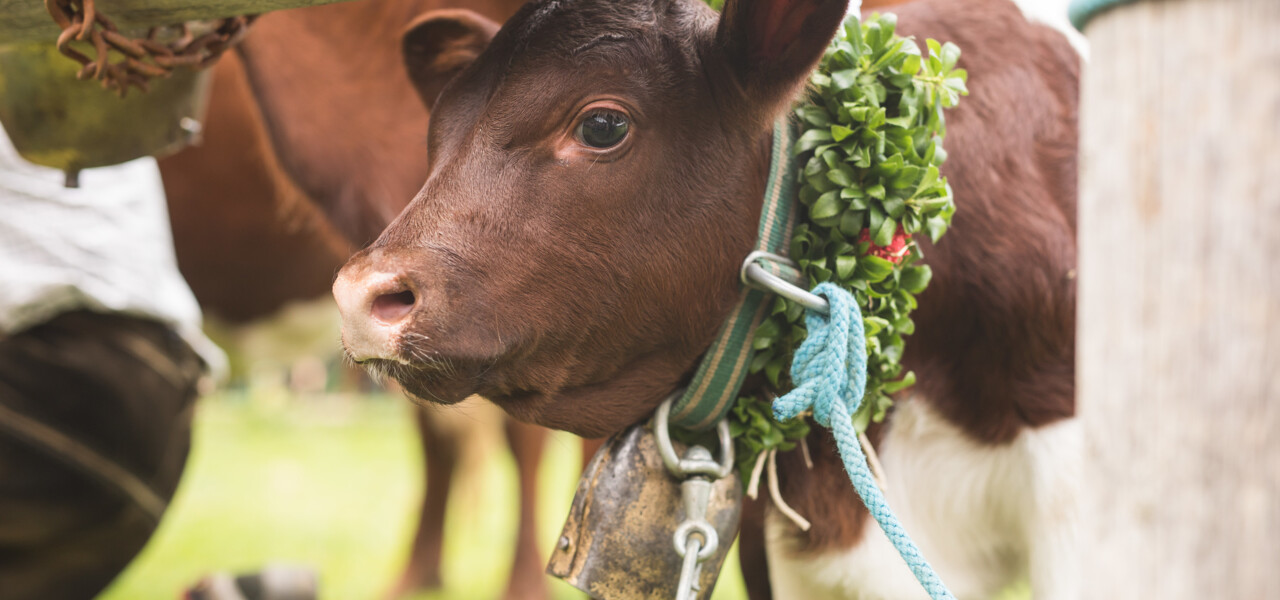 Travel to Austria in fall? Dont miss the Cattle processon Almabtrieb