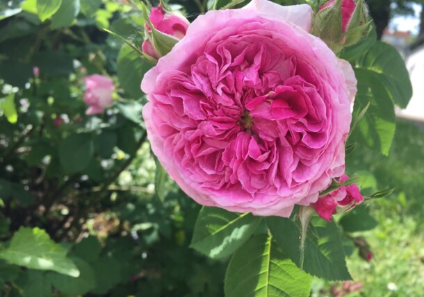 Klimt e la sua passione per la bellezza delle rose
