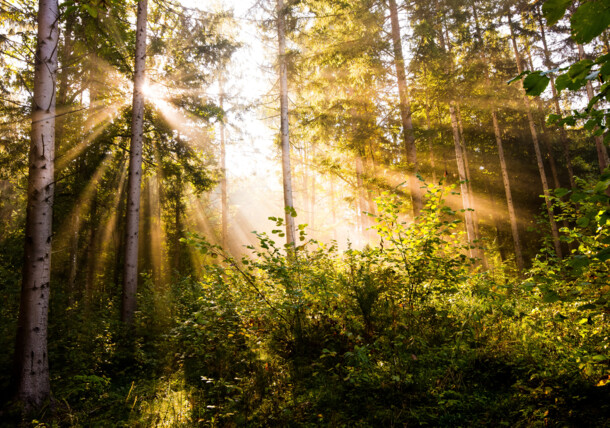     An atmosphere of the forest in Ebenthal 