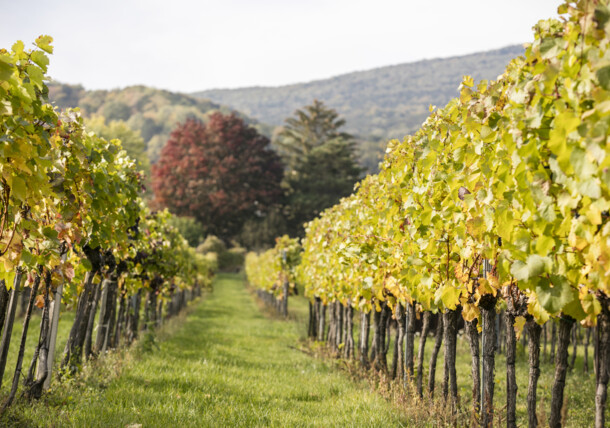    Vineyard Baden near Vienna / Baden near Vienna