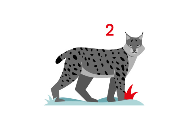     Illustration: Luchs 