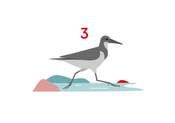     Illustration: Vogel, Bachstelze 