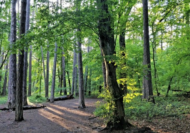    Wienerwald biosphere park / Vienna