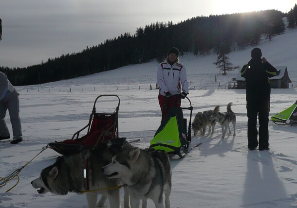    Dog sledding 