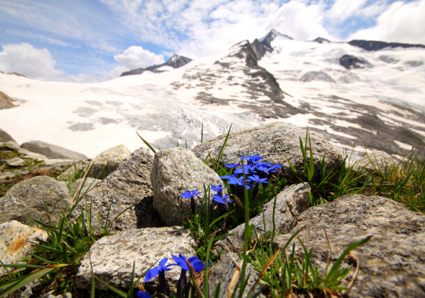 Alpesi virágok a gleccser lábánál, Neukirchen am Großvenediger