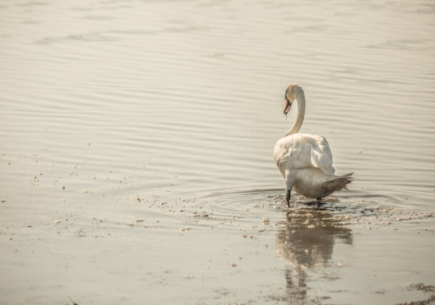     Nationalpark Neusiedler See - Birdwatching 