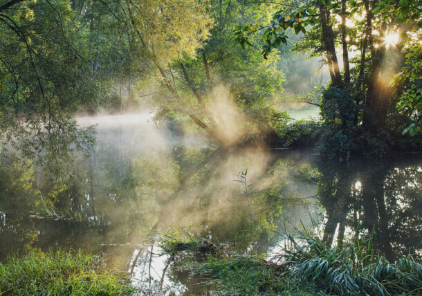     National Park Thayatal, Thaya in the morning mist / Thaya valley