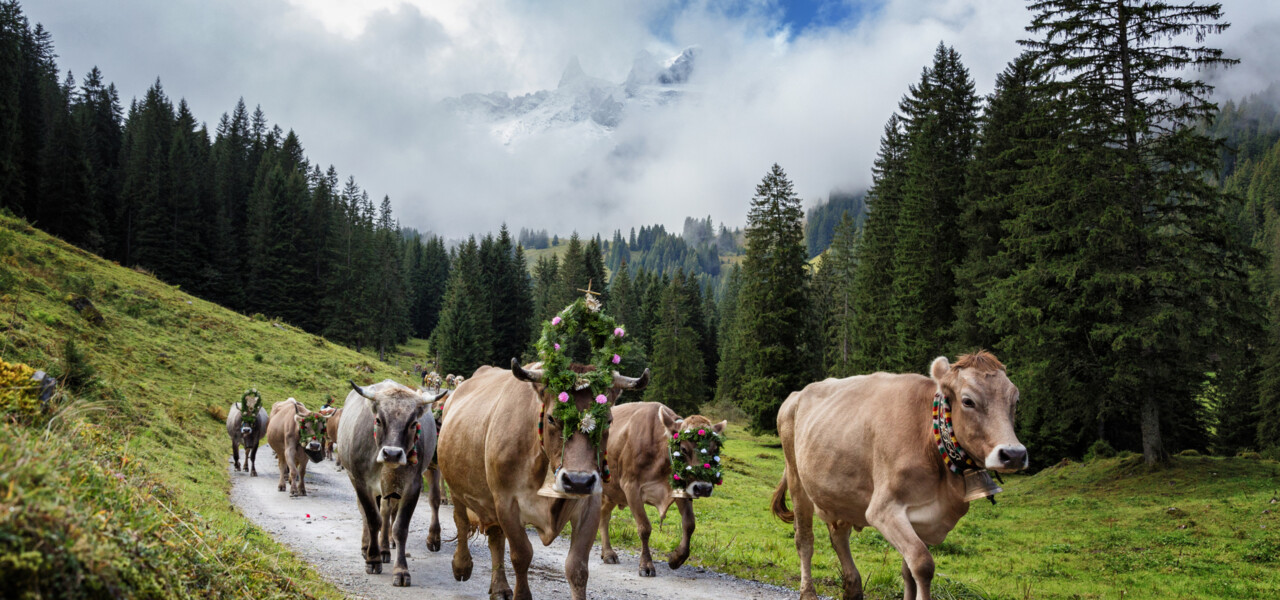 Bräuche Und Traditionen In Österreich