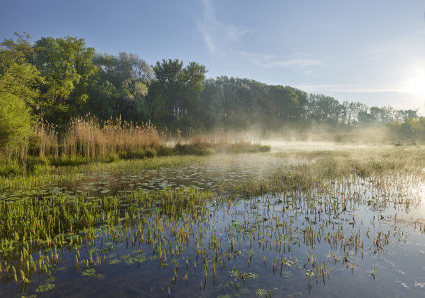     Donauauen / Nationalpark Donau-Auen