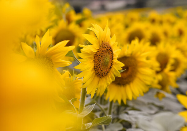     sunflower Burgenland / Burgenland