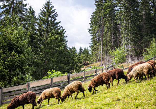     Sheep farming, Hotel Gasthof Unterwöger in Osttirol 
