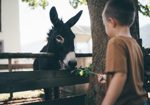     Boy feeds donkey, farm vacation 