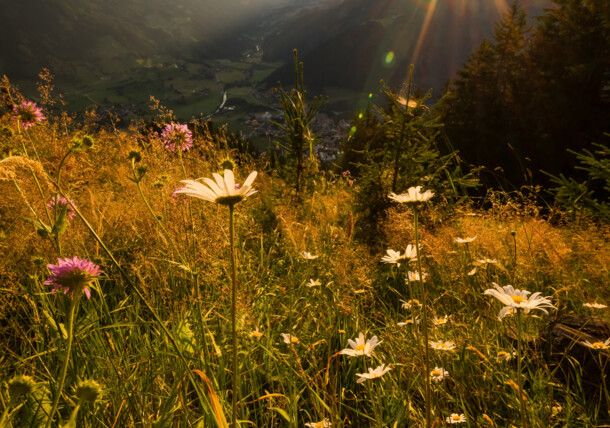     Alpine meadow near Matrei in East Tyrol 
